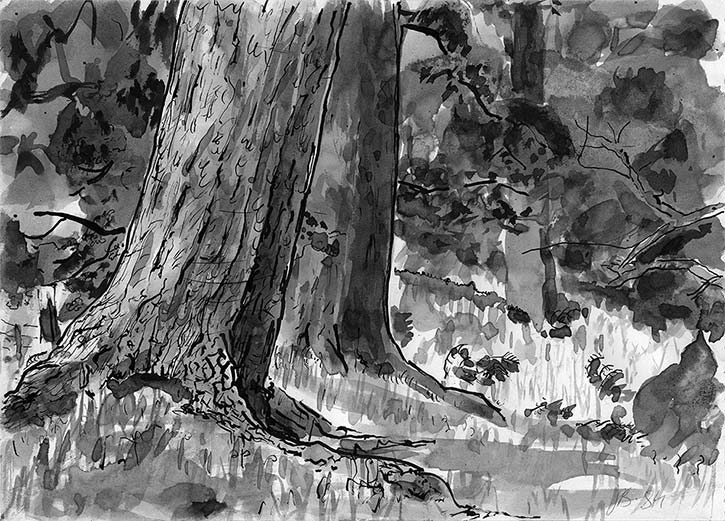 Balhary Wood, 1, ink drawing by John Boyle