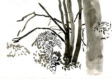 Trees Study 1, Drawing by John Boyle