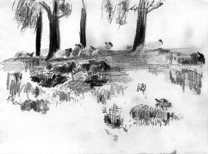 Leitfie Sheep, pencil drawing by John Boyle
