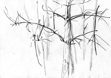 Tree Trunks, Drawing by John Boyle