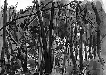 Sycamore Wood, Drawing by John Boyle