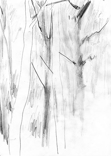 Tree Trunks, pencil drawing by John Boyle