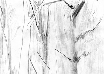 Tree Trunks, Drawing by John Boyle